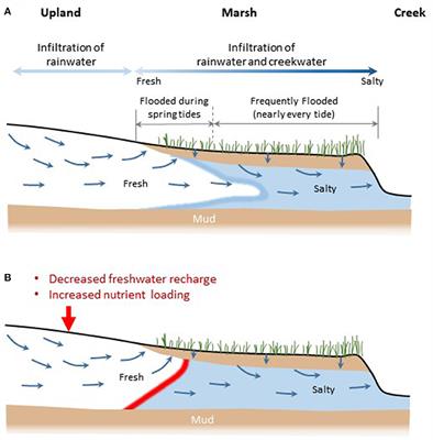 Salt Marshes as Groundwater Buffers for Development: A Survey of South Carolina Salt Marsh Basins